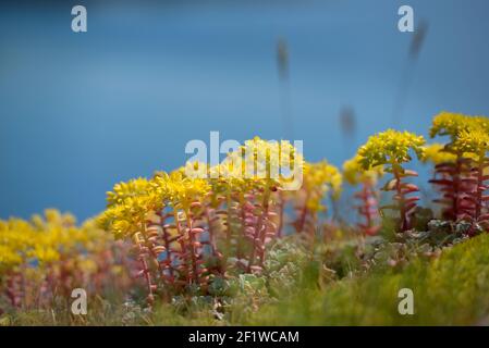 Breitblättriger Steinkropf (Sedum spathulifolium), Portland Island, British Columbia, Kanada Stockfoto