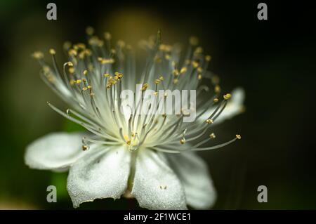 Gemeine Myrtenblume fotografiert in Sardinien, Stelzen, Details Stockfoto