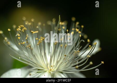 Gemeine Myrtenblume fotografiert in Sardinien, Stelzen, Details Stockfoto