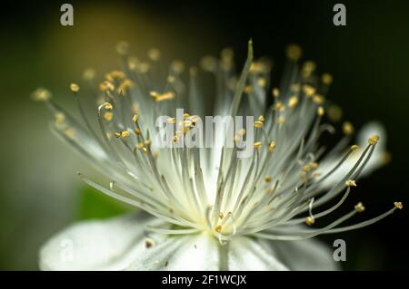 Gemeine Myrtenblume fotografiert in Sardinien, Stelzen, Details Stockfoto