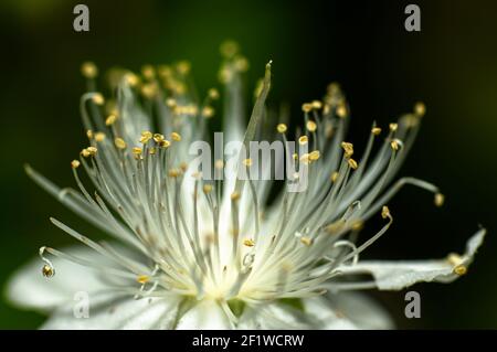 Gemeine Myrtenblume fotografiert in Sardinien, Stelzen, Details Stockfoto