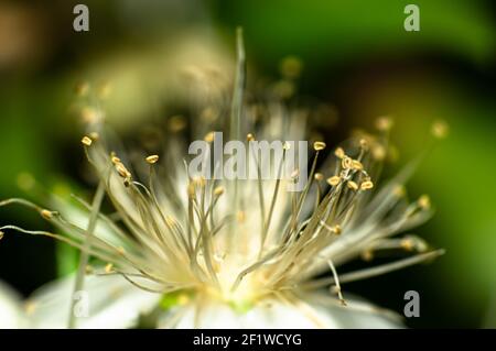 Gemeine Myrtenblume fotografiert in Sardinien, Stelzen, Details Stockfoto