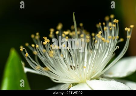 Gemeine Myrtenblume fotografiert in Sardinien, Stelzen, Details Stockfoto