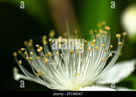 Gemeine Myrtenblume fotografiert in Sardinien, Stelzen, Details Stockfoto