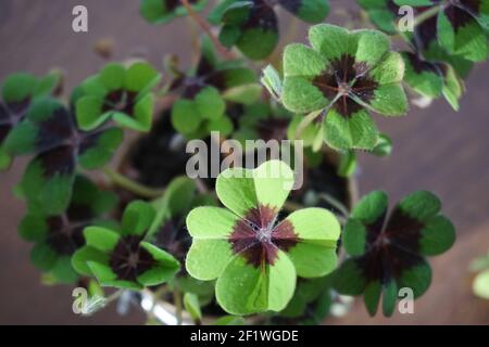 Lassen Sie vier Klee Stockfoto