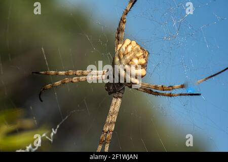 Argiope Lobata Female Macro Foto aufgenommen in Sardinien, Details Stockfoto