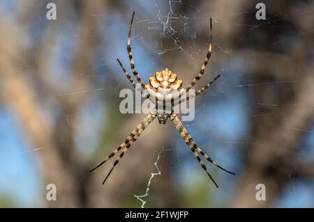 Argiope Lobata Female Macro Foto aufgenommen in Sardinien, Details Stockfoto