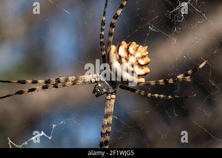 Argiope Lobata Female Macro Foto aufgenommen in Sardinien, Details Stockfoto