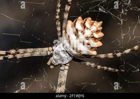 Argiope Lobata Female Macro Foto aufgenommen in Sardinien, Details Stockfoto