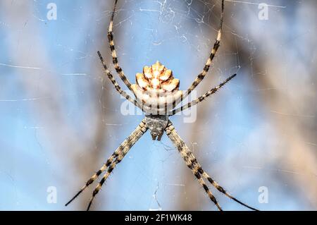 Argiope Lobata Female Macro Foto aufgenommen in Sardinien, Details Stockfoto