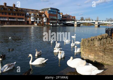 Mute Schwäne am Flussufer der Stadt Windsor mit der Windsor Town Bridge oder der Eton Bridge in der Ferne, Berkshire, England, Großbritannien Stockfoto