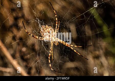 Argiope Lobata Female Macro Foto aufgenommen in Sardinien, Details Stockfoto