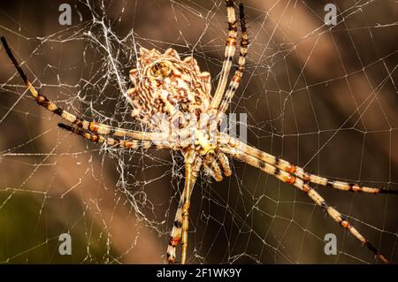 Argiope Lobata Female Macro Foto aufgenommen in Sardinien, Details Stockfoto