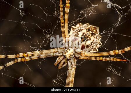 Argiope Lobata Female Macro Foto aufgenommen in Sardinien, Details Stockfoto