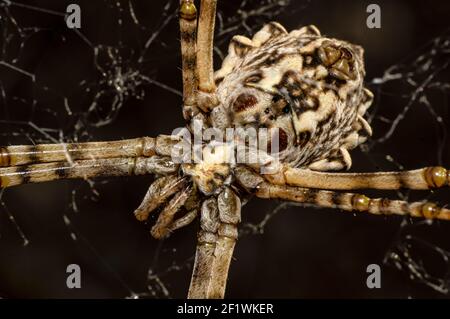 Argiope Lobata Female Macro Foto aufgenommen in Sardinien, Details Stockfoto