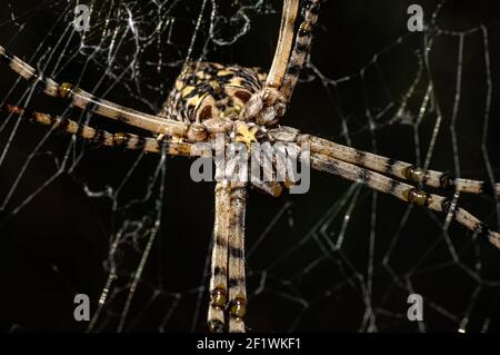 Argiope Lobata Female Macro Foto aufgenommen in Sardinien, Details Stockfoto