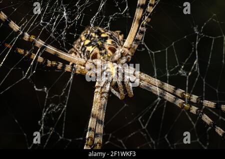 Argiope Lobata Female Macro Foto aufgenommen in Sardinien, Details Stockfoto