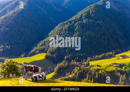 Kühe grasen auf den grünen Hängen Stockfoto