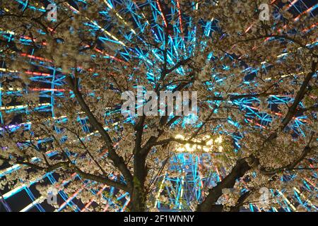 Kirschblüten und Cosmo Uhr Stockfoto