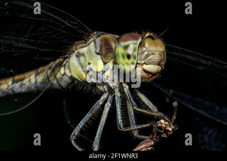 Libellen Makrofotografie in der Landschaft von Sardinien Italien, insbesondere, Details Stockfoto