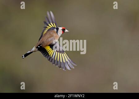 Europäischer Goldfink im Flug Wald von Dean UK Stockfoto