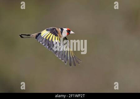 Europäischer Goldfink im Flug Wald von Dean UK Stockfoto