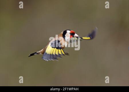 Europäischer Goldfink im Flug Wald von Dean UK Stockfoto