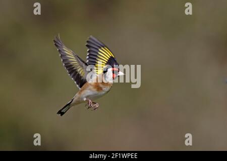 Europäischer Goldfink im Flug Wald von Dean UK Stockfoto