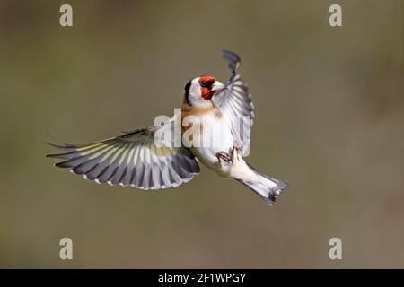 Europäischer Goldfink im Flug Wald von Dean UK Stockfoto