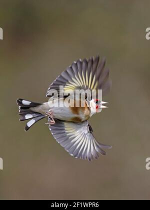 Europäischer Goldfink im Flug Wald von Dean UK Stockfoto