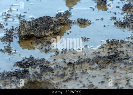 Schwarm fliegender Moskitos und Insekten rund um den See Stockfoto