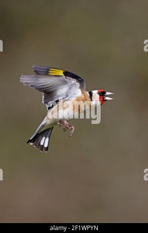 Europäischer Goldfink im Flug Wald von Dean UK Stockfoto