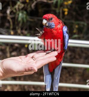 Australischer Papagei-Karmesin rosella Stockfoto