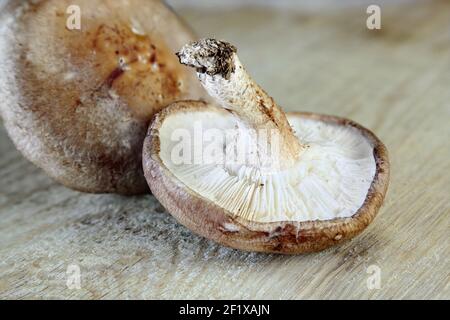Shitake Pilze Stockfoto