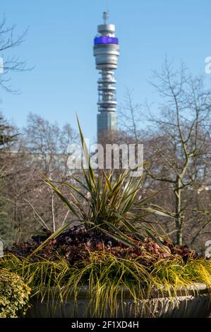 Der berühmte BT Tower, der der BT Group gehört, ist in der Ferne unscharf, fotografiert durch Laub vom Regent's Park im Zentrum Londons. Stockfoto