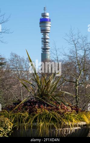 Der berühmte BT Tower, der der BT Group gehört, ist in der Ferne unscharf, fotografiert durch Laub vom Regent's Park im Zentrum Londons. Stockfoto