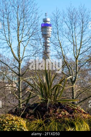 Der berühmte BT Tower, der der BT Group gehört, ist in der Ferne unscharf, fotografiert durch Laub vom Regent's Park im Zentrum Londons. Stockfoto