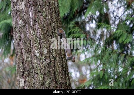 Issaquah, Washington, USA. WESTERN Grey Squirrel, der einen westlichen Rotzederbaum hinunterklettert. Stockfoto