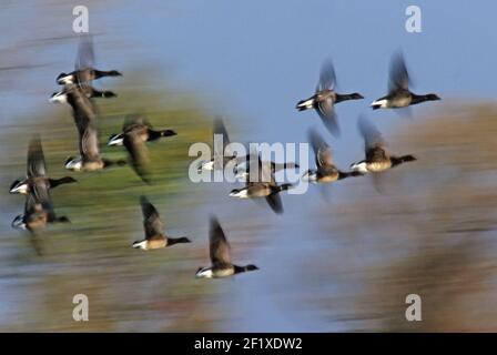 Atlantic Brent. Branta Bernicla Hrota. Jamaica Bay, Gateway NRA. Absichtliche Flugunschärfe von Atlantic brent im Flug während der Herbstmigration. Stockfoto