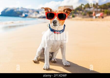 Hundesommer Stockfoto