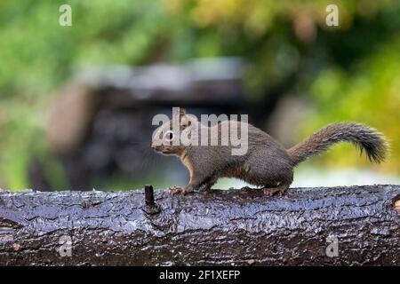 Issaquah, Washington, USA. Douglas Eichhörnchen steht auf einem Baumstamm. Auch bekannt als Chickaree, Chicory und Kiefer Eichhörnchen. Stockfoto