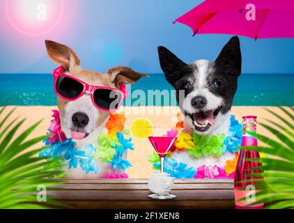 Cocktail-Drink Hunde auf Sommerurlaub Urlaub am Strand club Bar Stockfoto