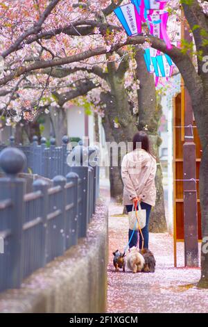 Frau zu Fuß Ooka River Promenade von Kirschblüten in vollem Umfang Blüte Stockfoto