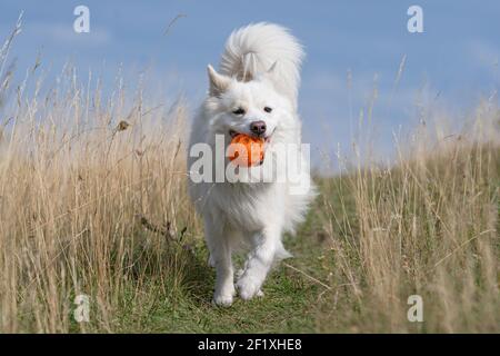 Isländische Schäferhund, FCI anerkannt Hunderasse aus Island Stockfoto