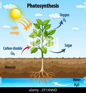 Diagramm zeigt den Prozess der Photosynthese in Pflanzendarstellung Stock Vektor