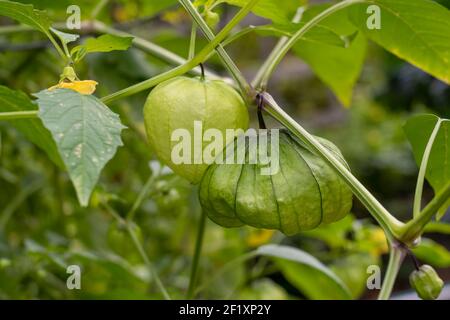 Issaquah, Washington, USA. Nahaufnahme einer Tomatillo-Pflanze, auch Husktomate, Husk-Tomato und Jamberry genannt. Ernte tomatillos, wenn sie Th füllen Stockfoto