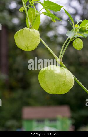 Issaquah, Washington, USA. Nahaufnahme einer Tomatillo-Pflanze, auch Husktomate, Husk-Tomato und Jamberry genannt. Ernte tomatillos, wenn sie Th füllen Stockfoto