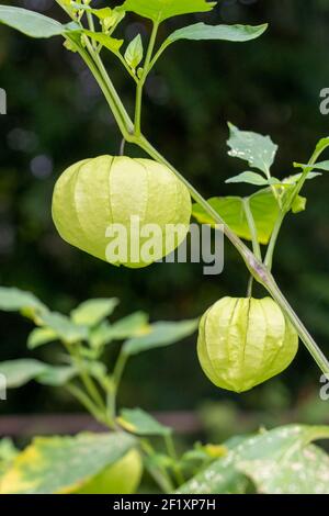 Issaquah, Washington, USA. Nahaufnahme einer Tomatillo-Pflanze, auch Husktomate, Husk-Tomato und Jamberry genannt. Ernte tomatillos, wenn sie Th füllen Stockfoto