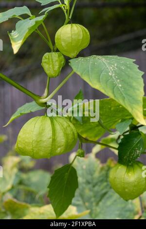 Issaquah, Washington, USA. Nahaufnahme einer Tomatillo-Pflanze, auch Husktomate, Husk-Tomato und Jamberry genannt. Ernte tomatillos, wenn sie Th füllen Stockfoto