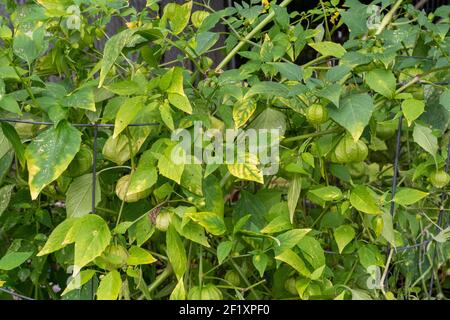 Issaquah, Washington, USA. Tomatillo Pflanze, auch genannt, und Husktomato Husk-Tomato Jamberry. Ernte Tomatillos, wenn Sie ihre Schalen füllen und Stockfoto